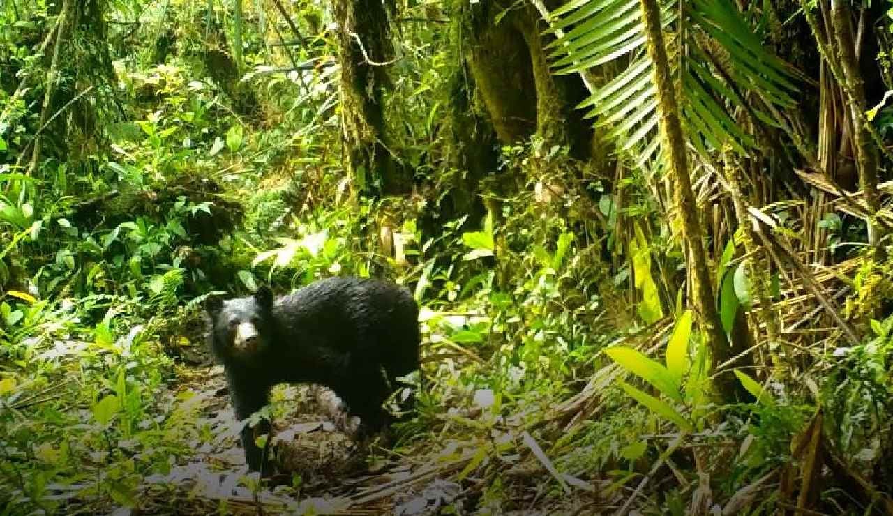 Cinco meses duro el trabajo investigativo