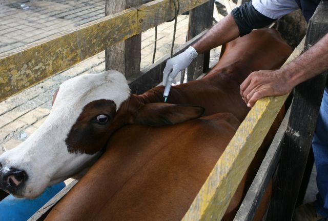 Vacunación a bovinos en frontera