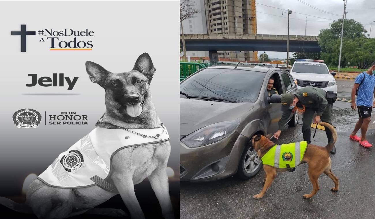 Canina murió producto de una explosión