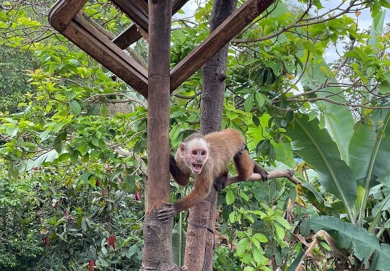 Era maltratado este animalito