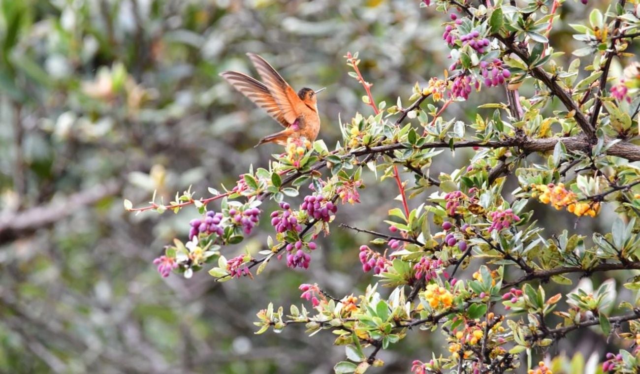 Especies en el páramo de Santurbán