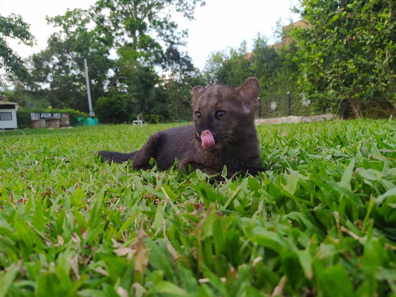 Mufasa puma yaragundí