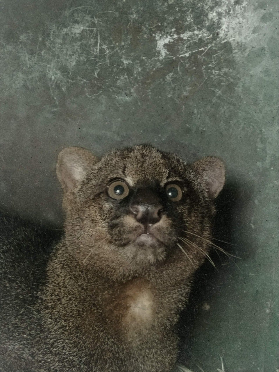 Mufasa puma yaragundí