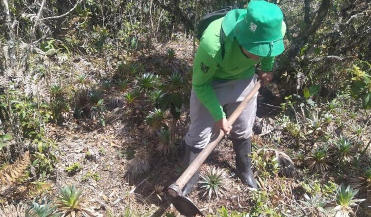 reforestacion campesinos