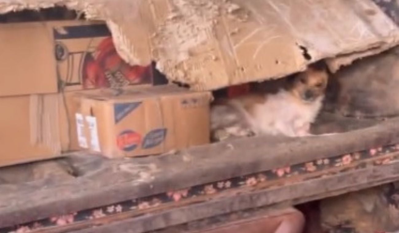 animales abandonados bucaramanga