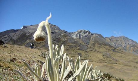 El Tribunal deberá admitir la demanda que interponga el Comité Prodefensa de Santurbán.