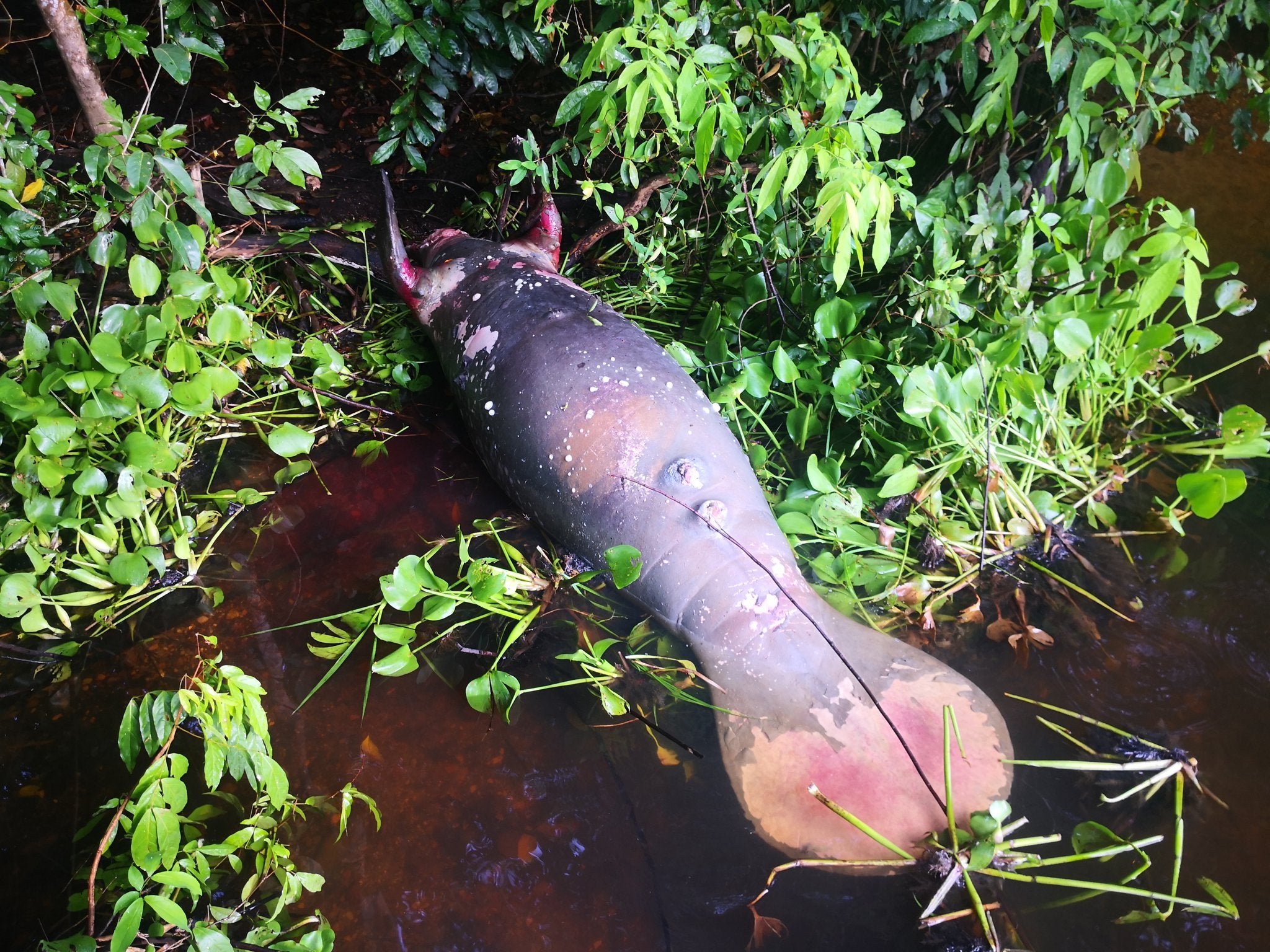 Muerte de manatí en Santander
