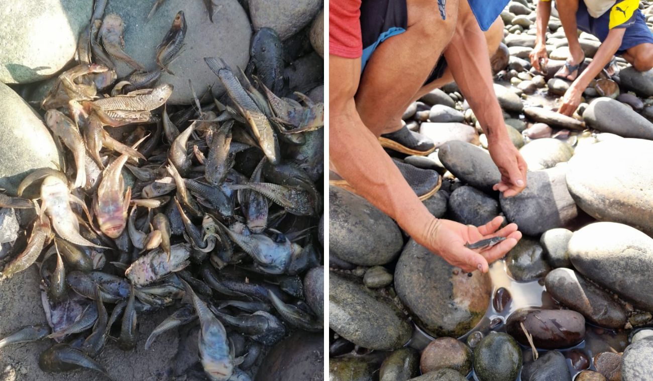 Peces muertos en el río Sogamoso