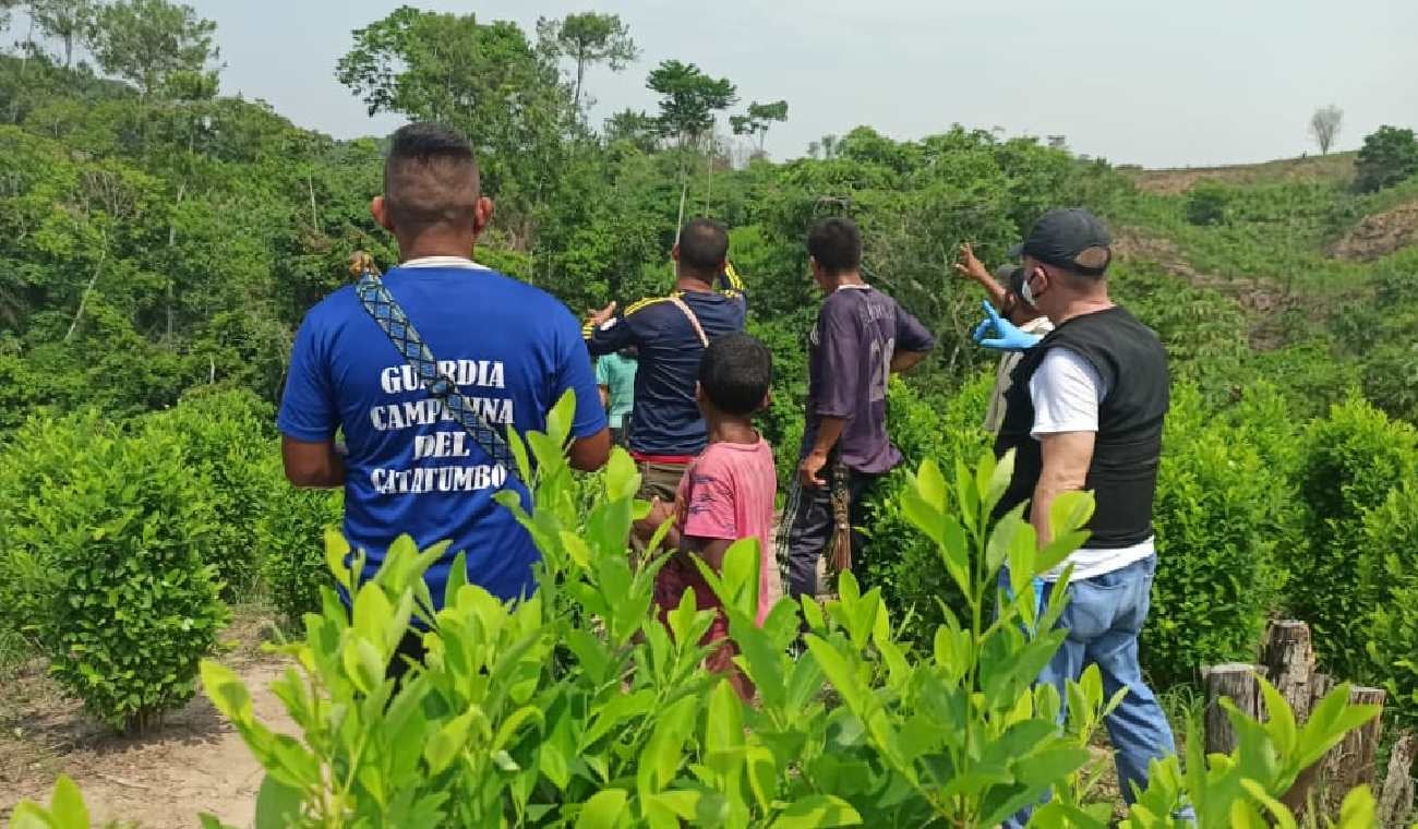 Campesinos en cultivo de coca en Catatumbo