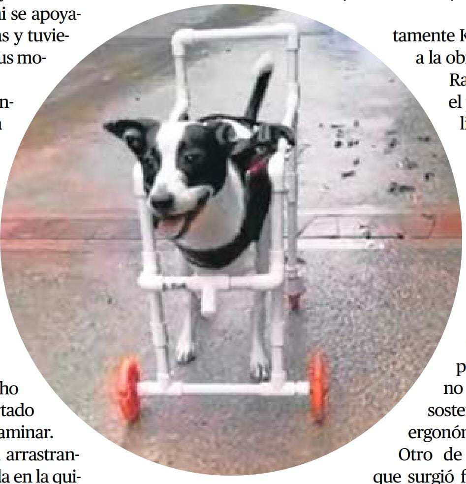 Dispositivo para perrita que no tiene patas delanteras en Bucaramanga
