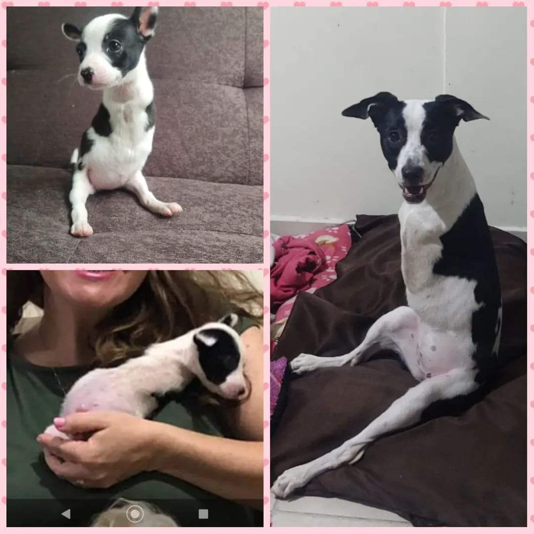 Dispositivo para perrita que no tiene patas delanteras en Bucaramanga