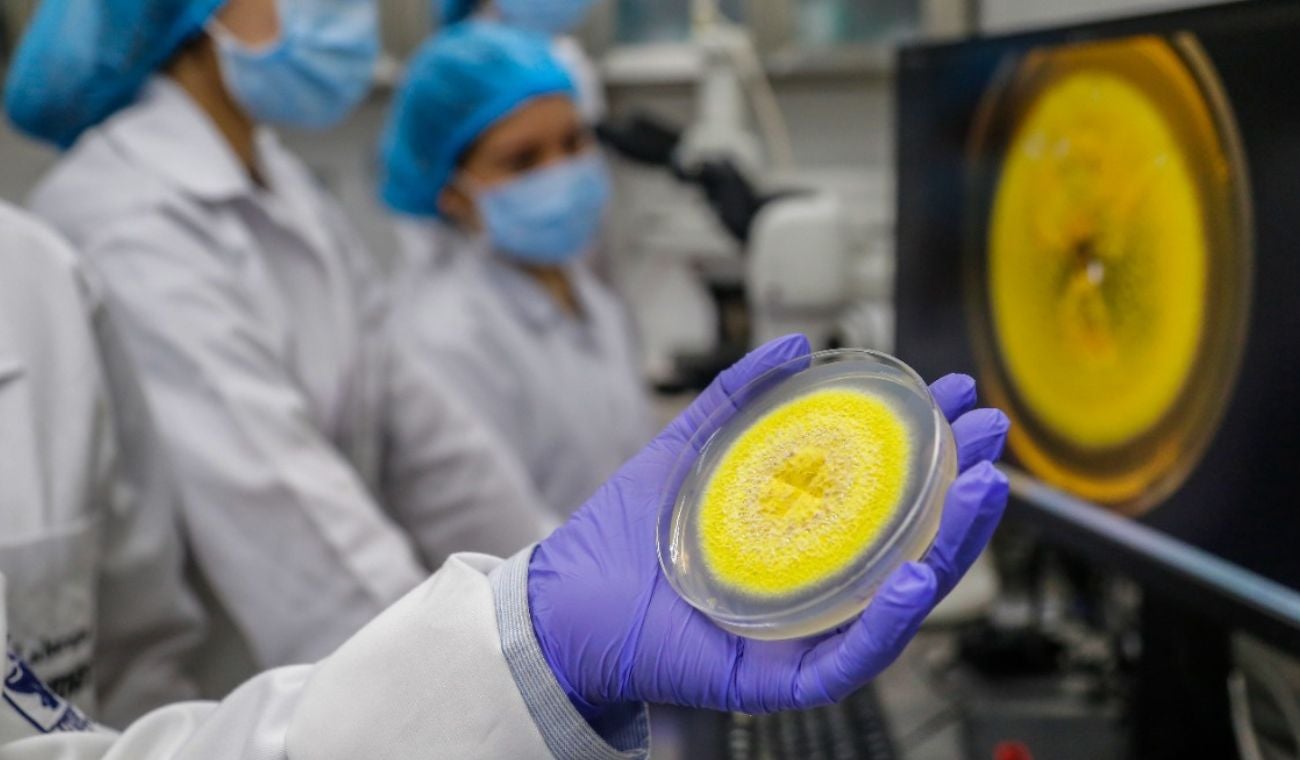 Nuevo hongo en Santander