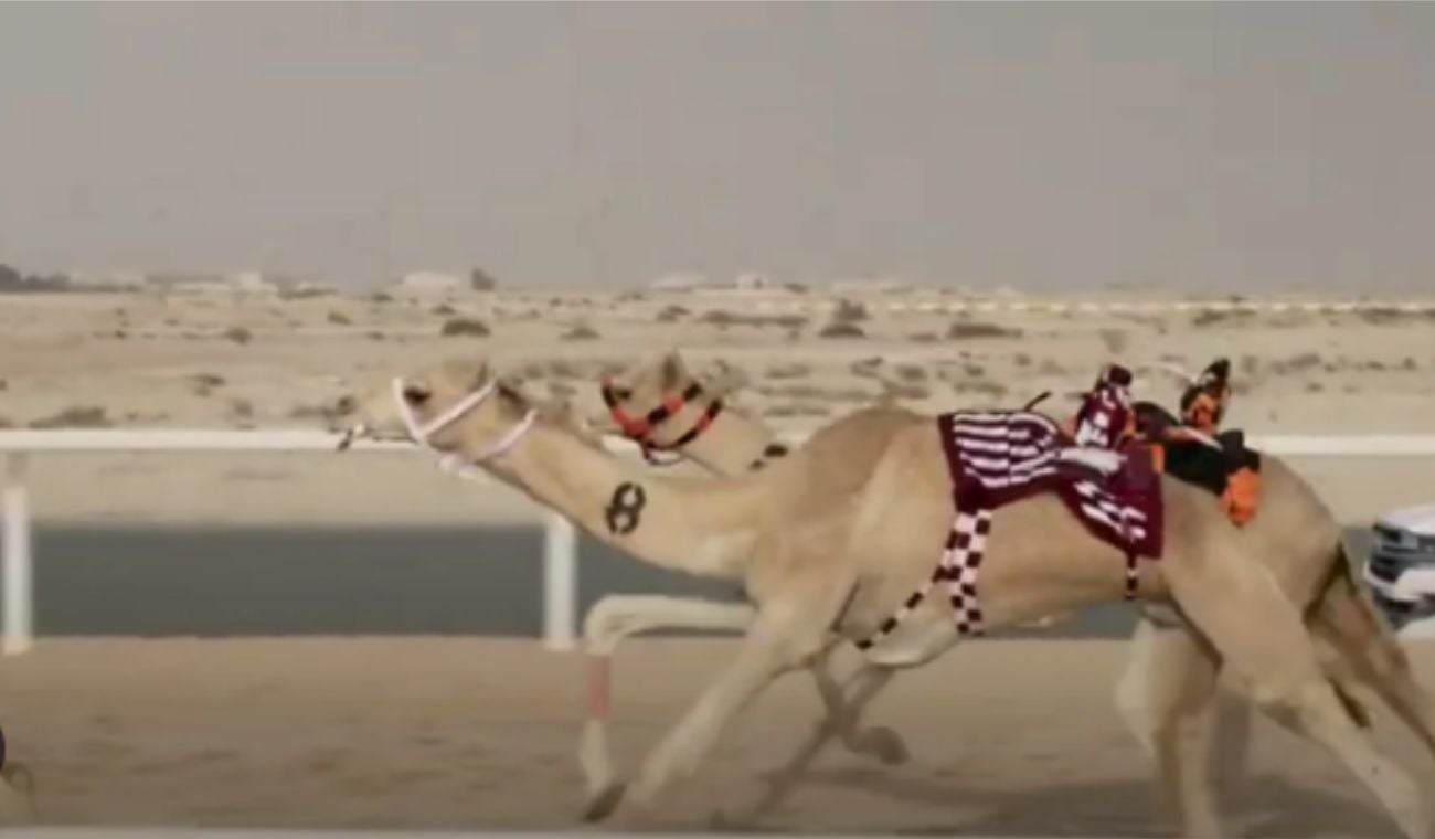 Qatar carreras de dromedarios