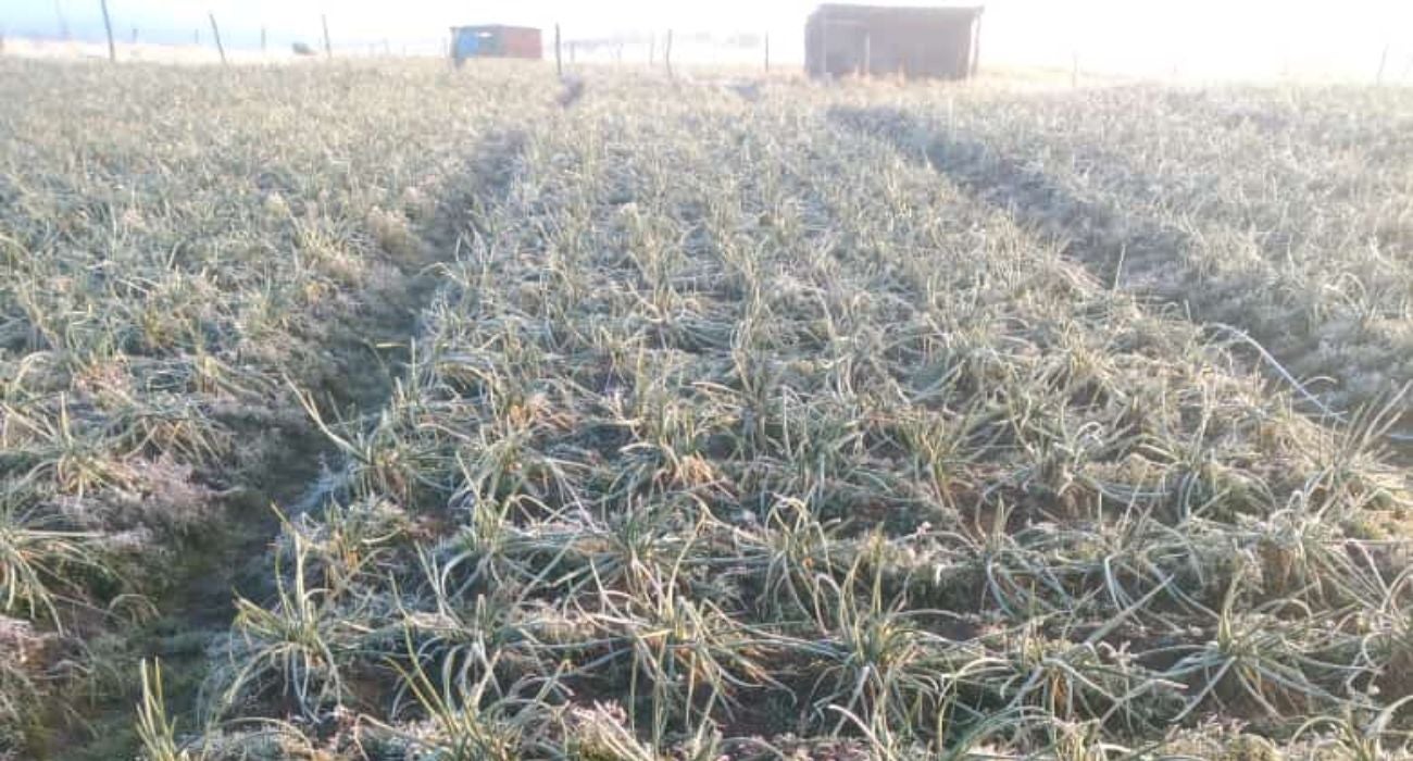 Fuertes heladas en Berlín, Santander