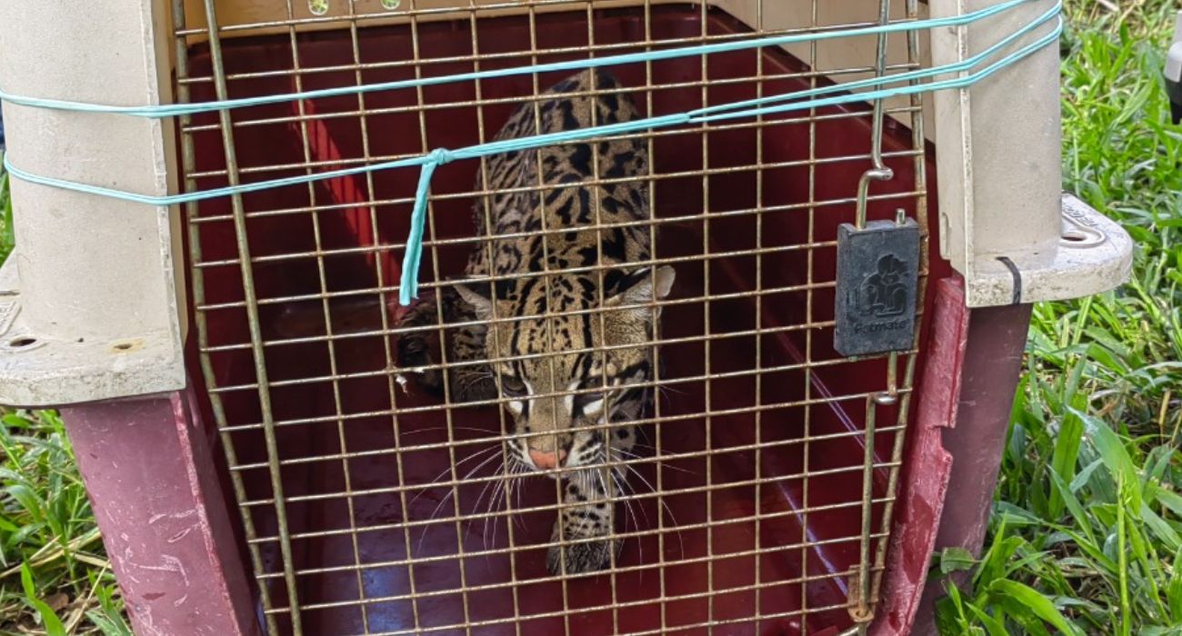 Rescate de animales en Santander