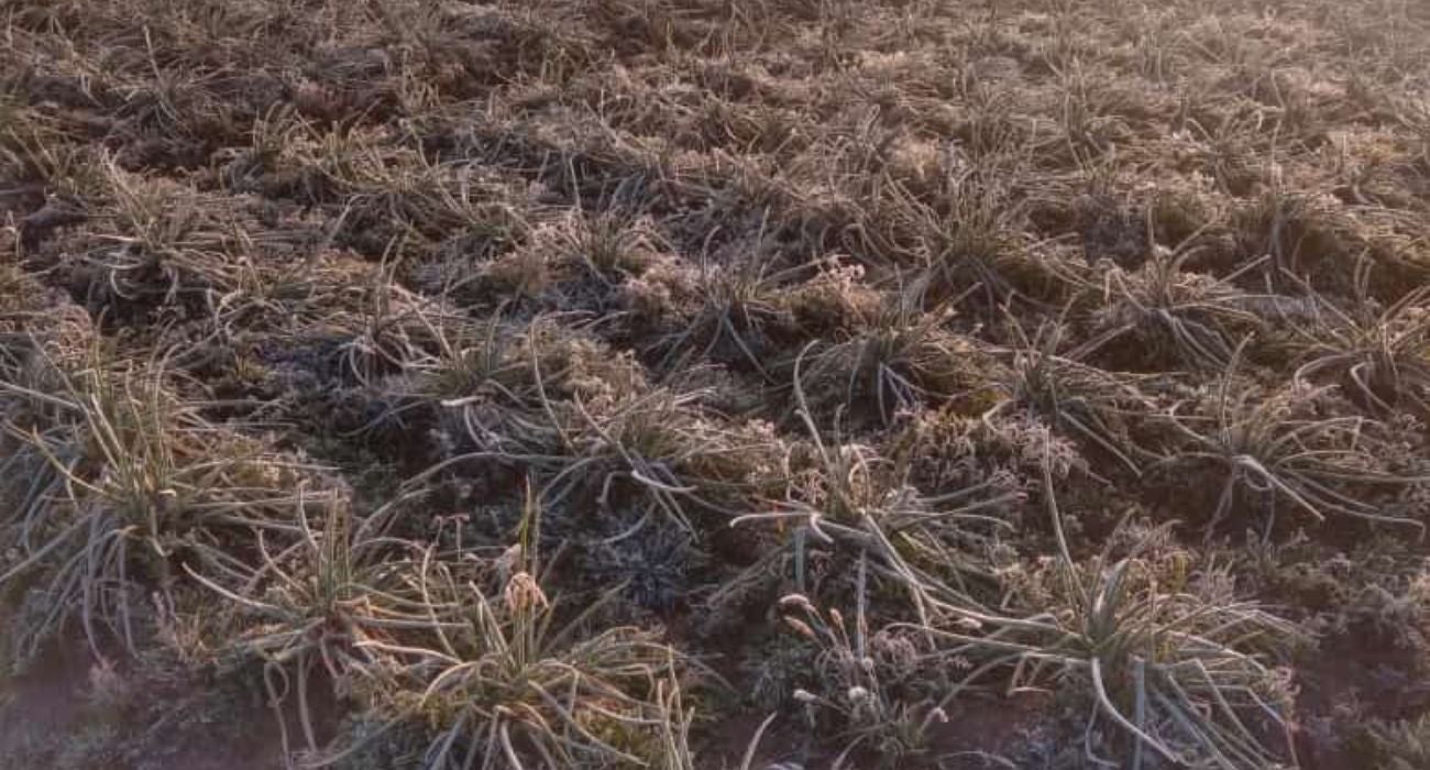 Fuertes heladas en Berlín, Santander