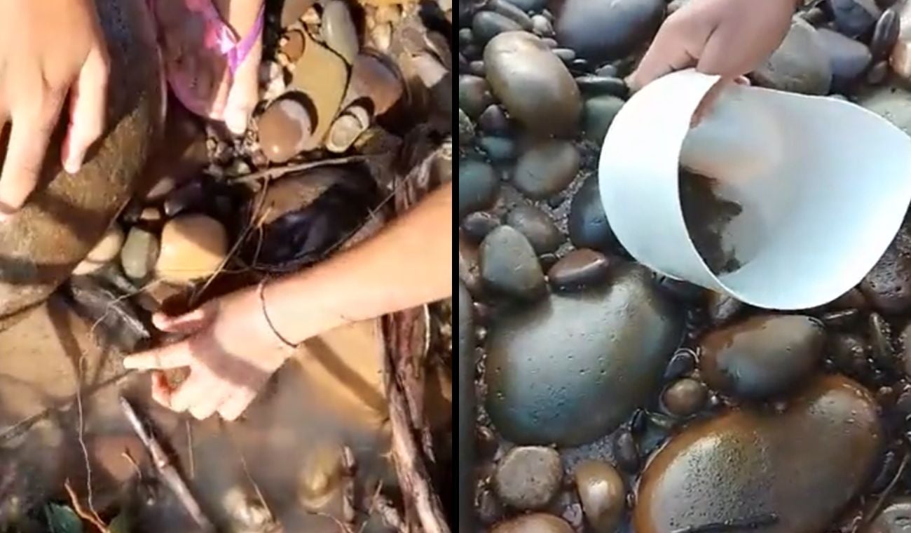 Mortandad de peces en el río Sogamoso