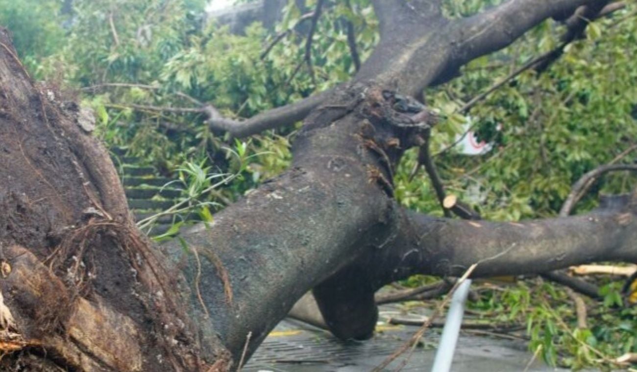 Motociclista internada en UCI tras caída de árbol