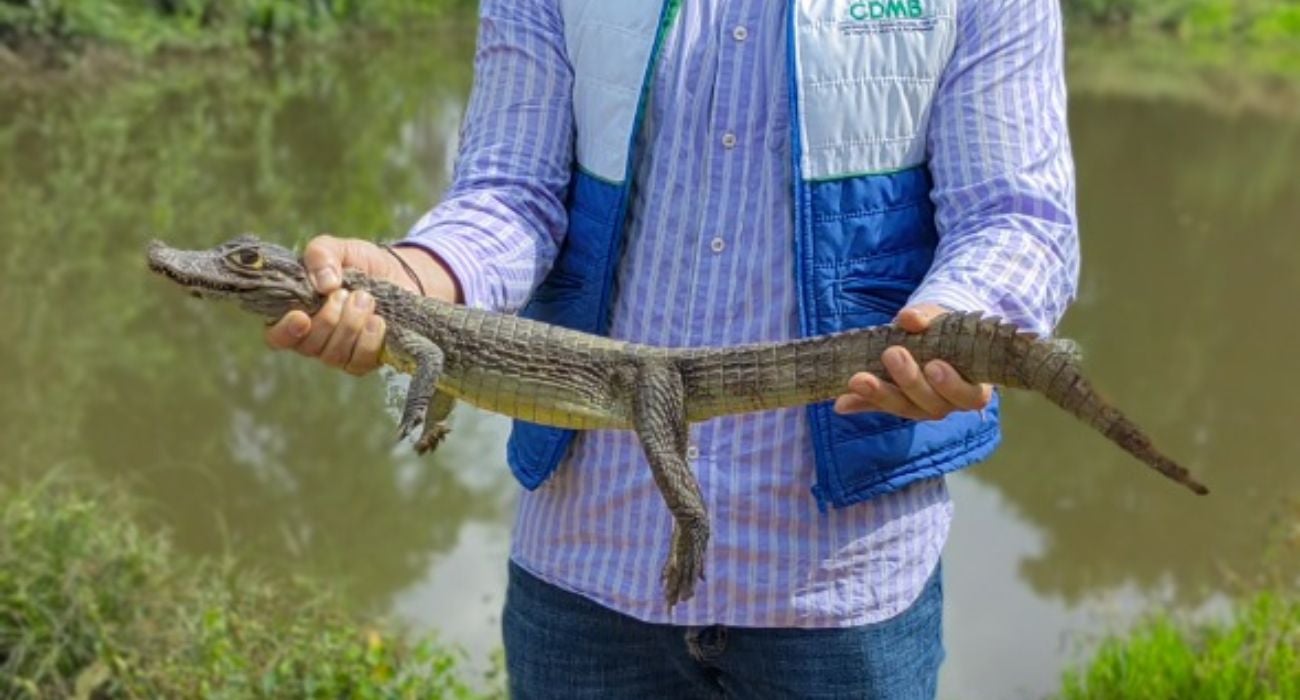 Rescate de animales en Santander