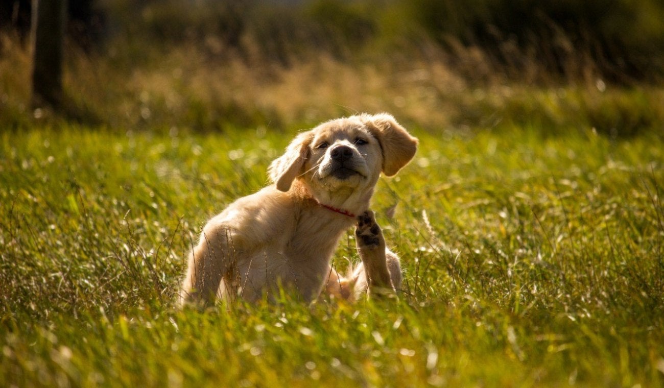 Se trata de un procedimiento que no genera emisiones contaminantes.
