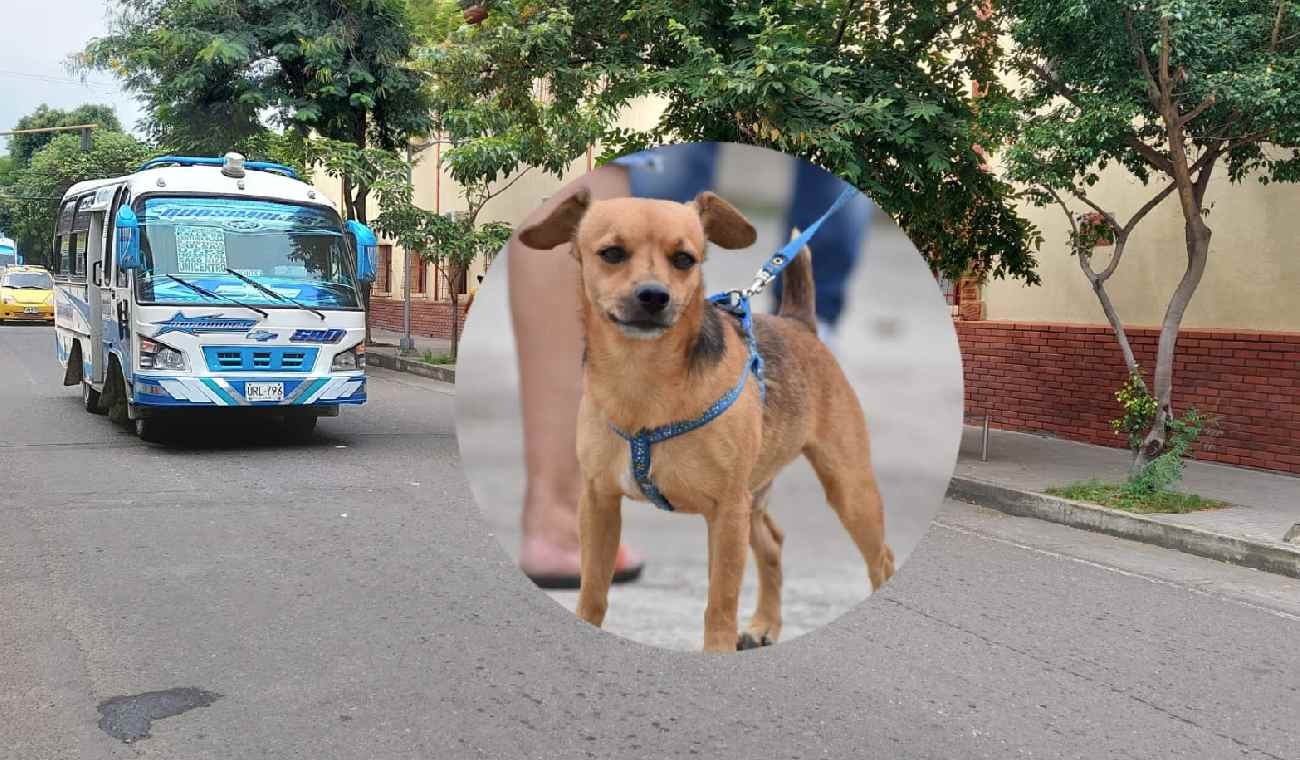 Mascotas en el transporte público