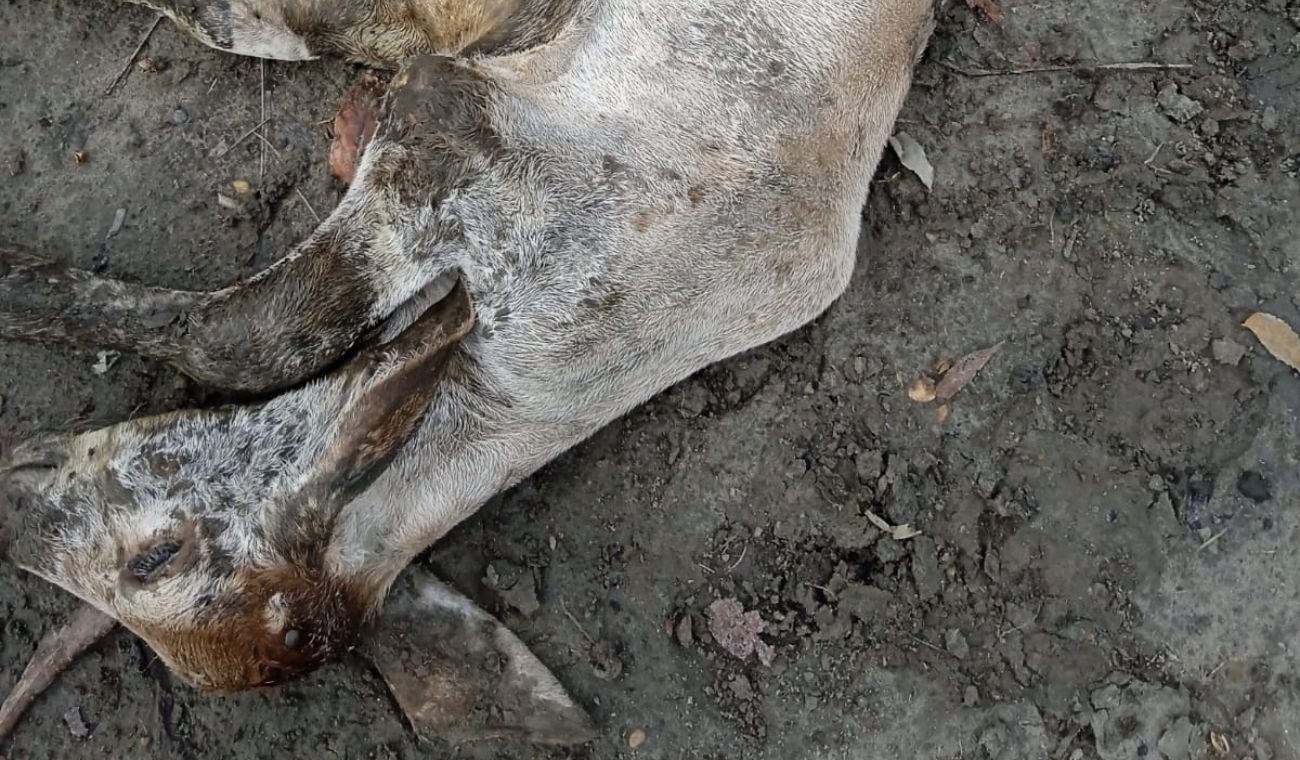 Muerte de ganado en Puerto Wilches