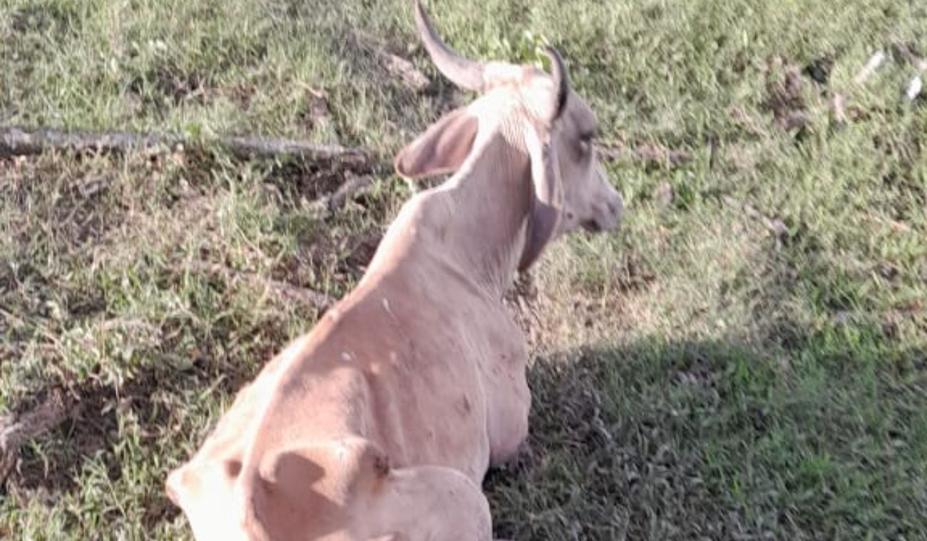 Muerte de ganado en Puerto Wilches