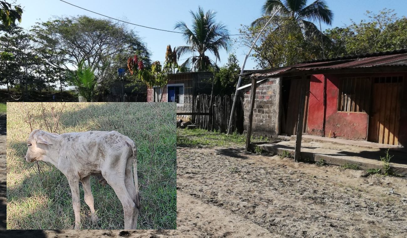 Jaguares matan el ganado de Puerto Wilches, Santander