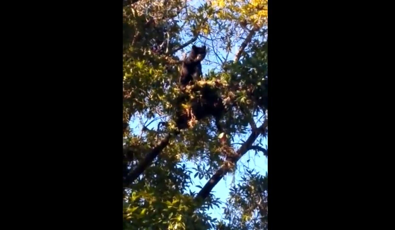 Oso en Gámbita, Santander