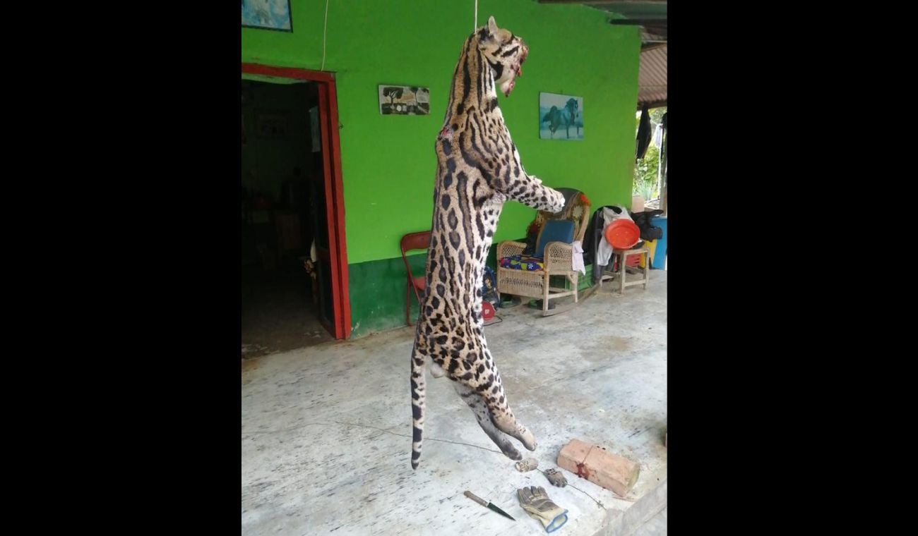 Animal muerto a manos de la comunidad