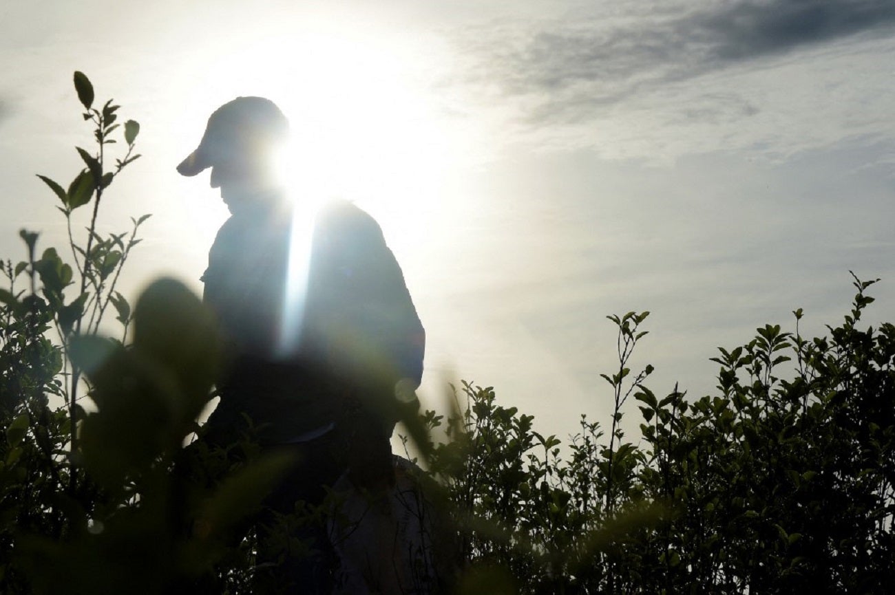Recolector de hoja de coca en un campo del municipio de Tibú, Norte de Santander.
