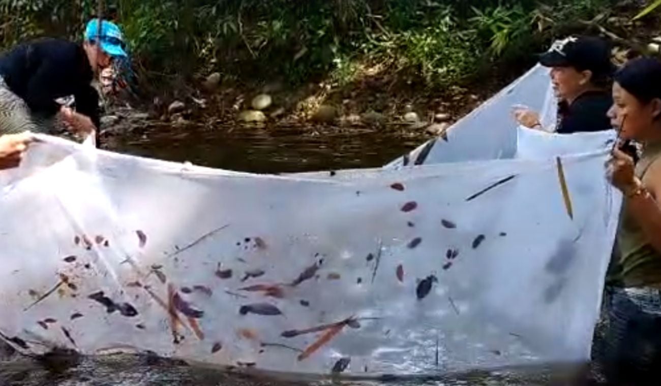 Liberan peces en el río Sogamoso