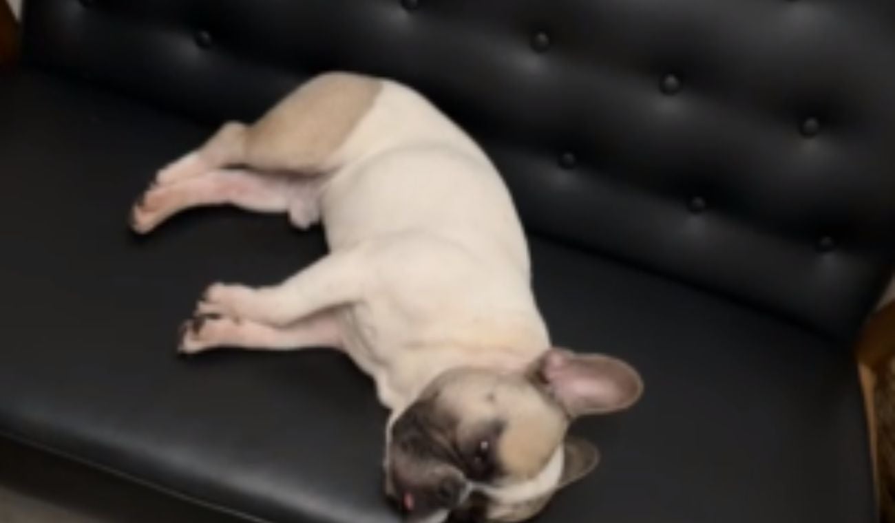 Denuncia de maltrato animal por parte de agencia de viajes para mascotas en Colombia