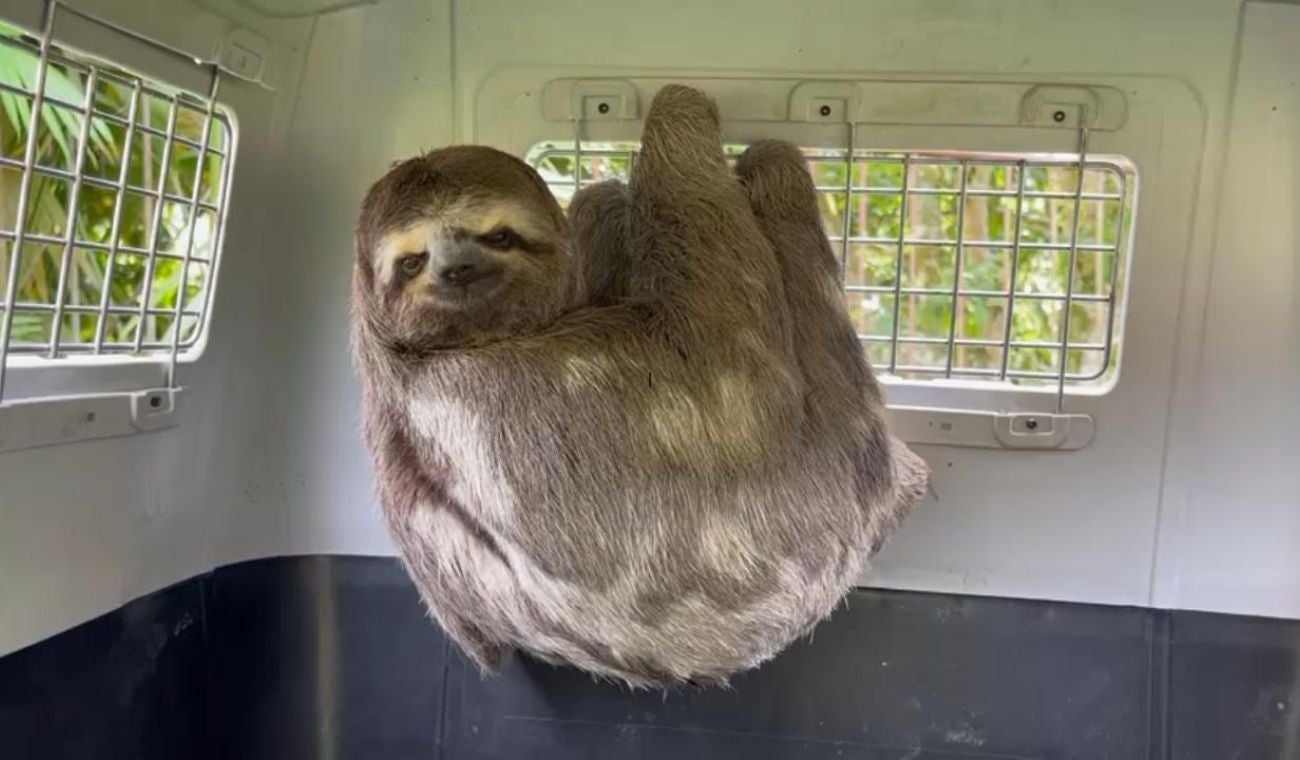 Rescatan oso perezoso en Floridablanca