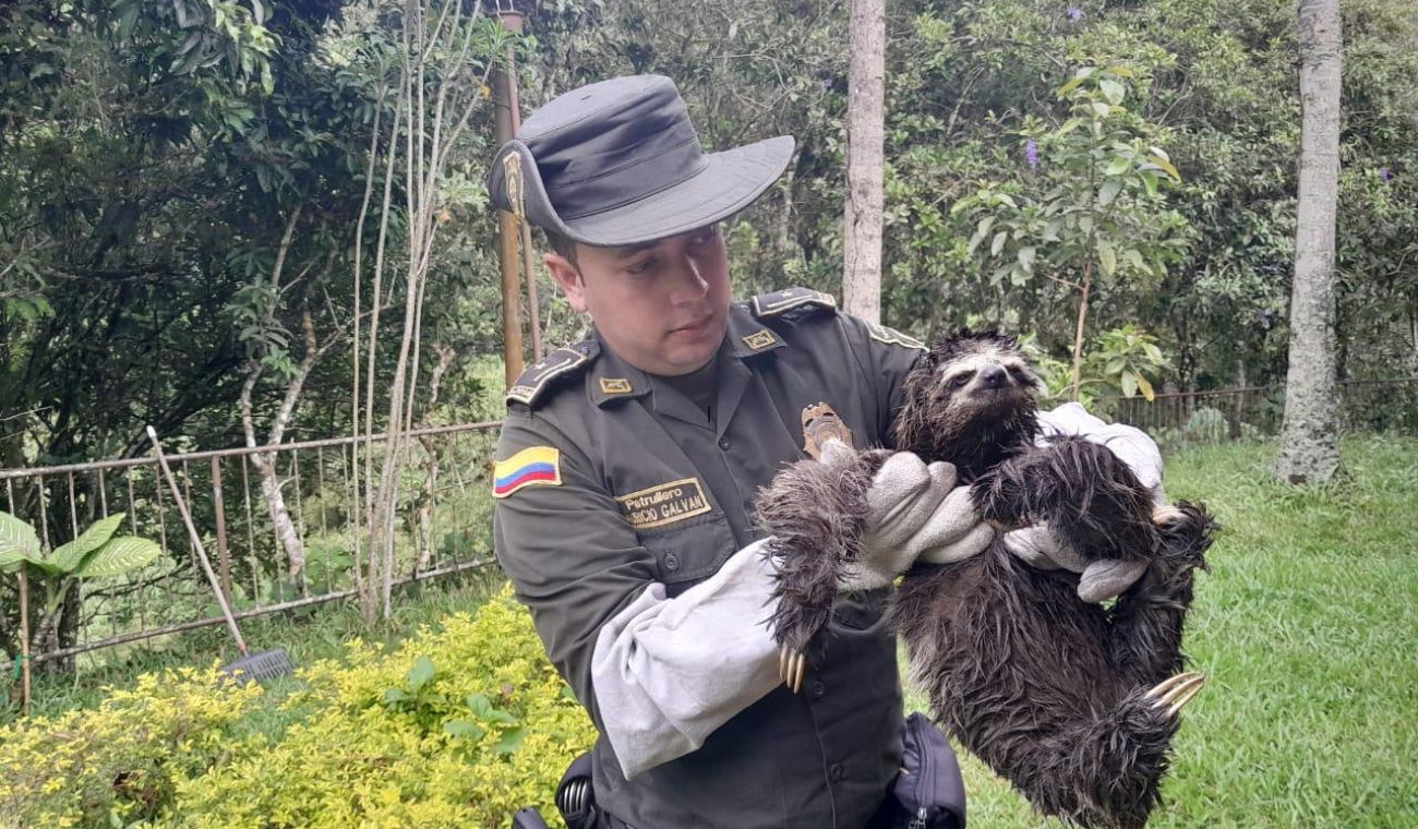 Rescatan oso perezoso en Floridablanca
