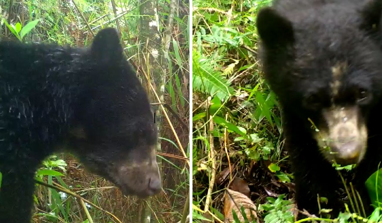 Oso en Chima, Santander