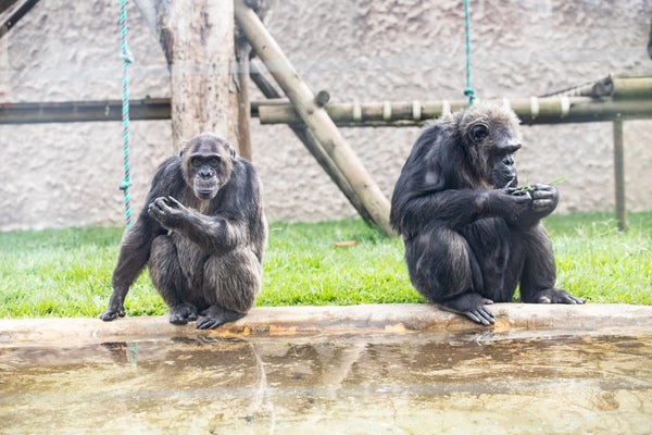 Chimpancés Ukumarí