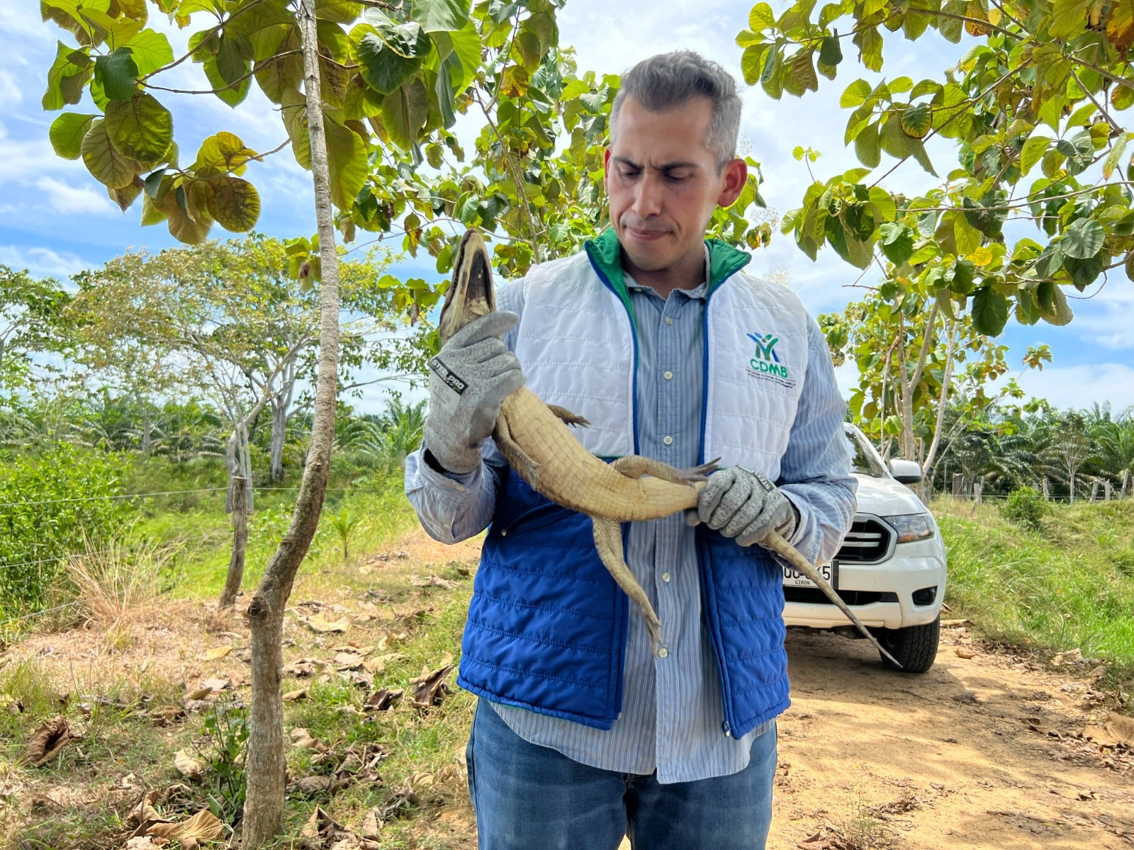 Rescatan y liberan babillas en Bucaramanga