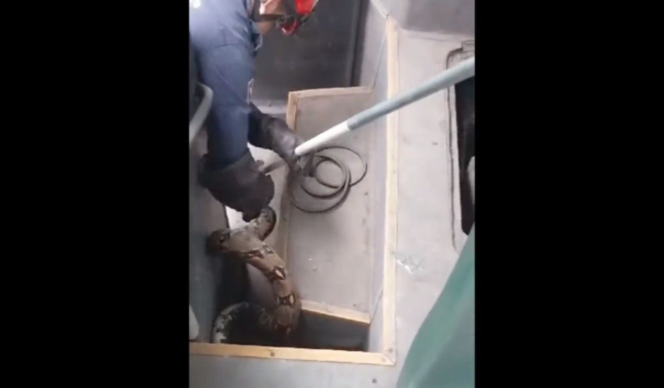 Encuentran enorme serpiente en un bus de Metrolínea