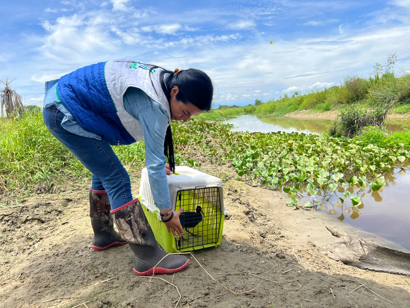 Liberan decenas de especies en zonas protegidas de Bucaramanga