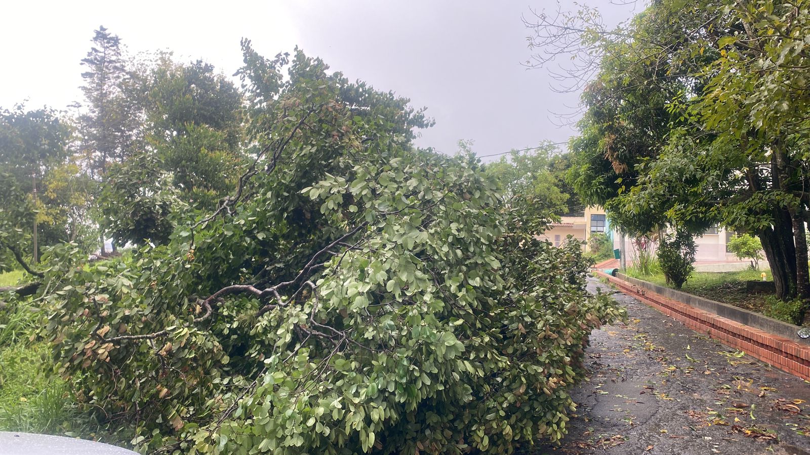 Caída de árboles por tormenta en Ocaña, Norte de Santander