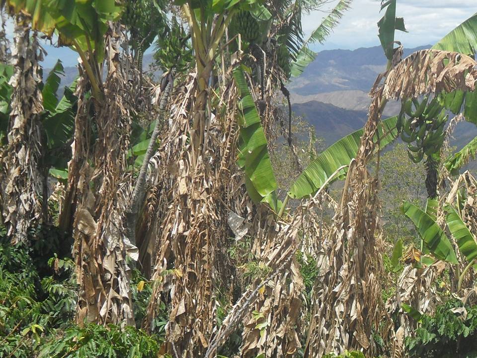 Cultivos afectados por la sequia