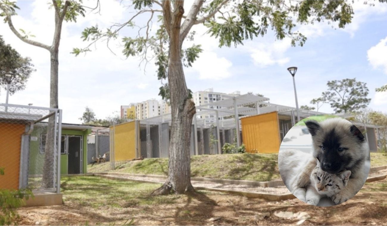 En un congelador se encontraron los cuerpos de varios animales, que habrían fallecido por falta de atención por parte de la UBA