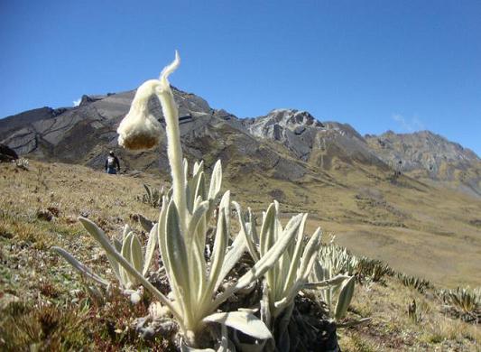 Los TLC dejan en riesgo a Colombia, advirtió Erwin Rodríguez.