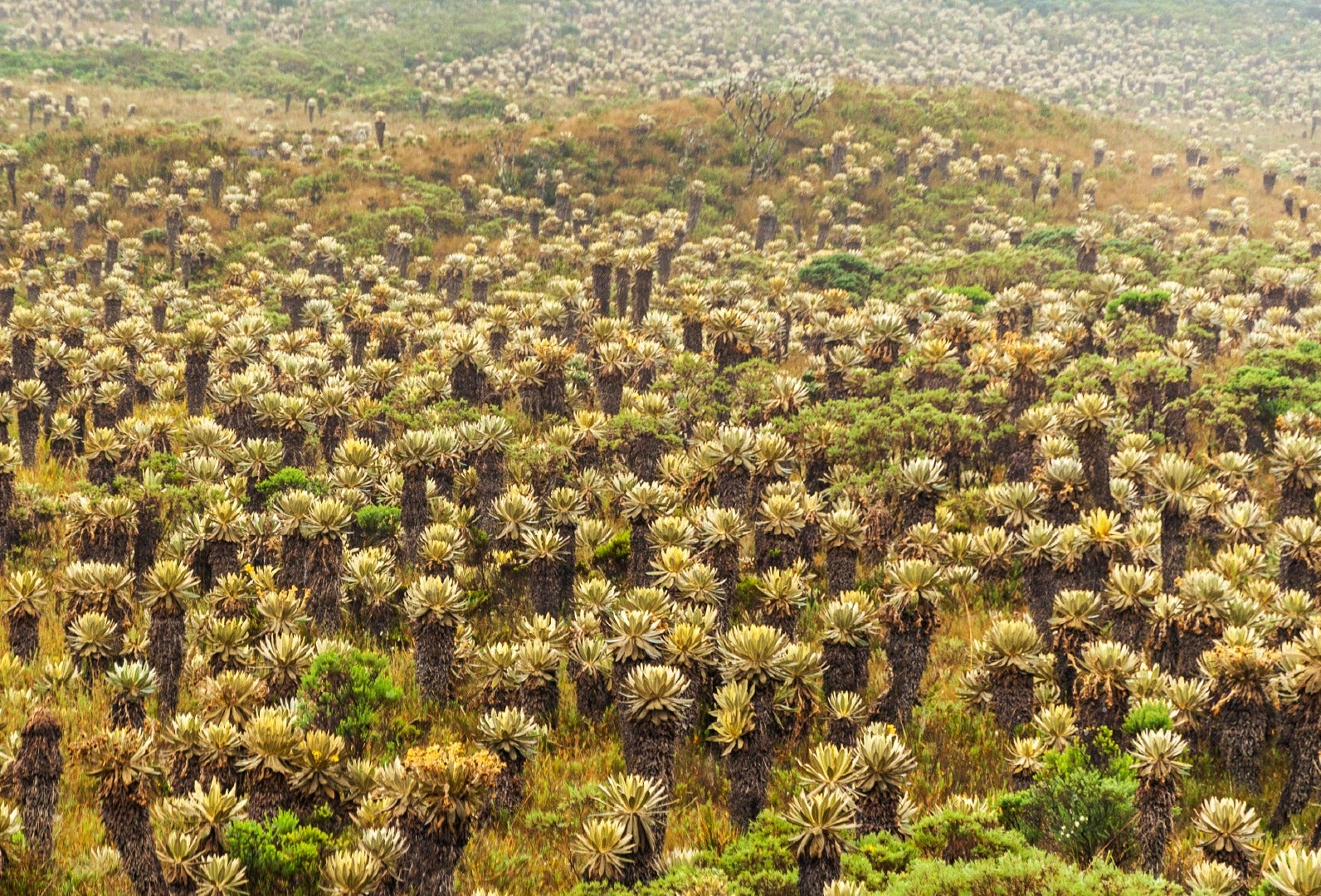 Entes de control piden analizar desacato de MinAmbiente ante delimitación del Páramo de Santurbán