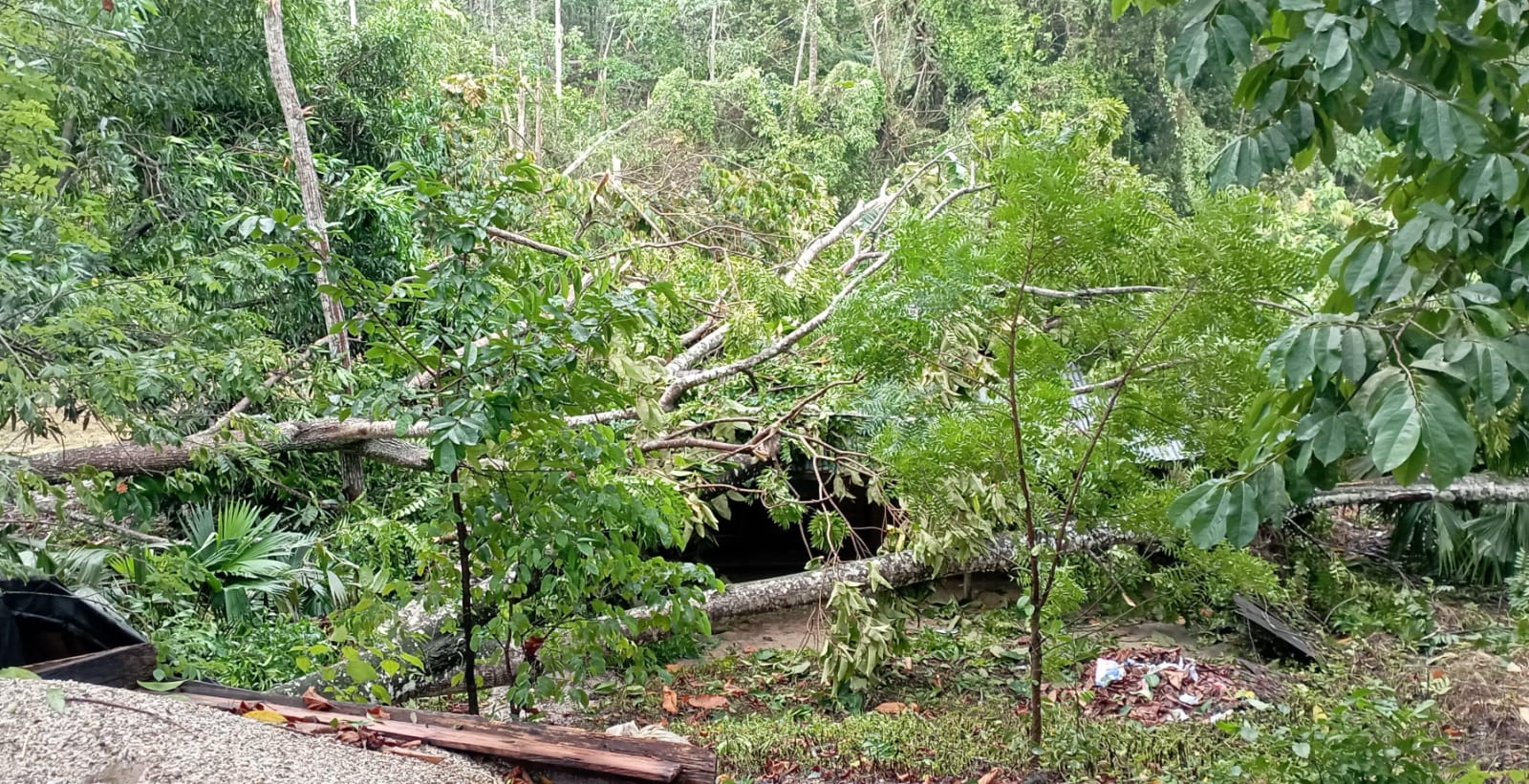 Árboles Caídos en la vía El Zulia -Tibú