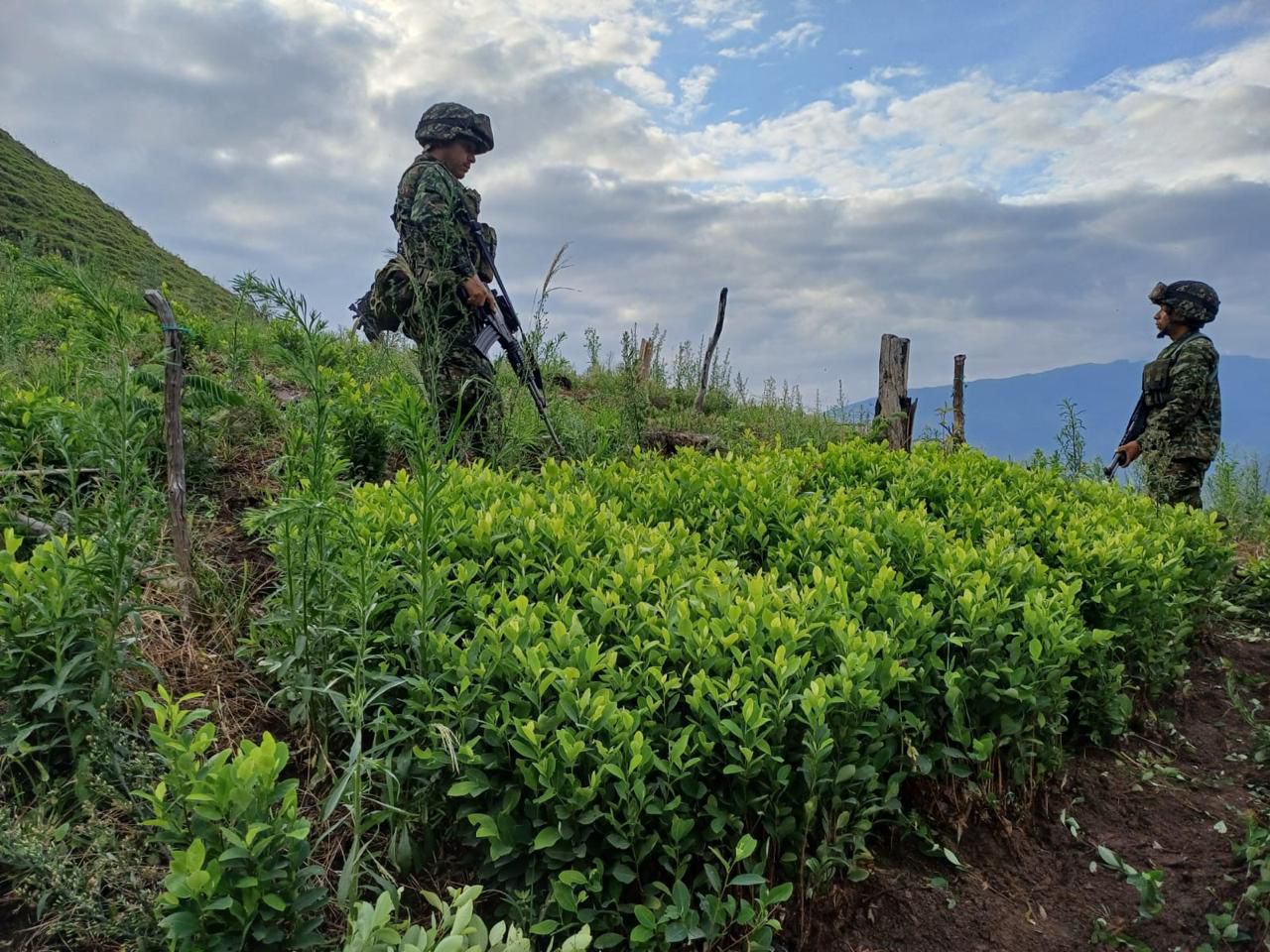 Semillero de coca en el Catatumbo