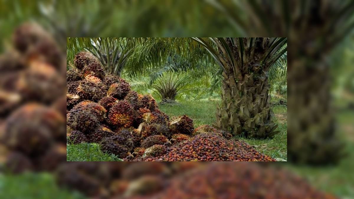 Palmicultores / Crisis / Catatumbo
