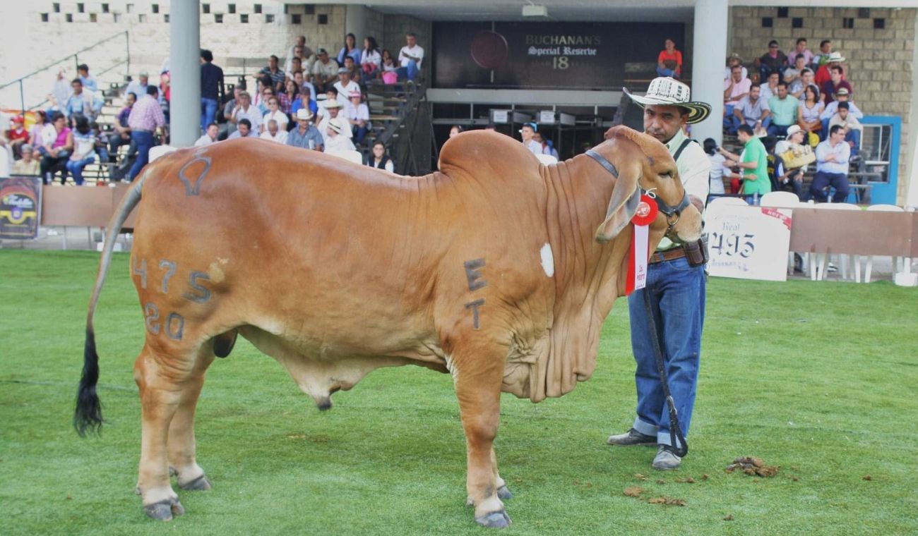 Feria de Bucaramanga 2011