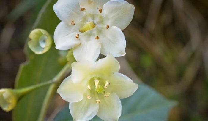 Flor Paz Naciente - El Peñón, Santander